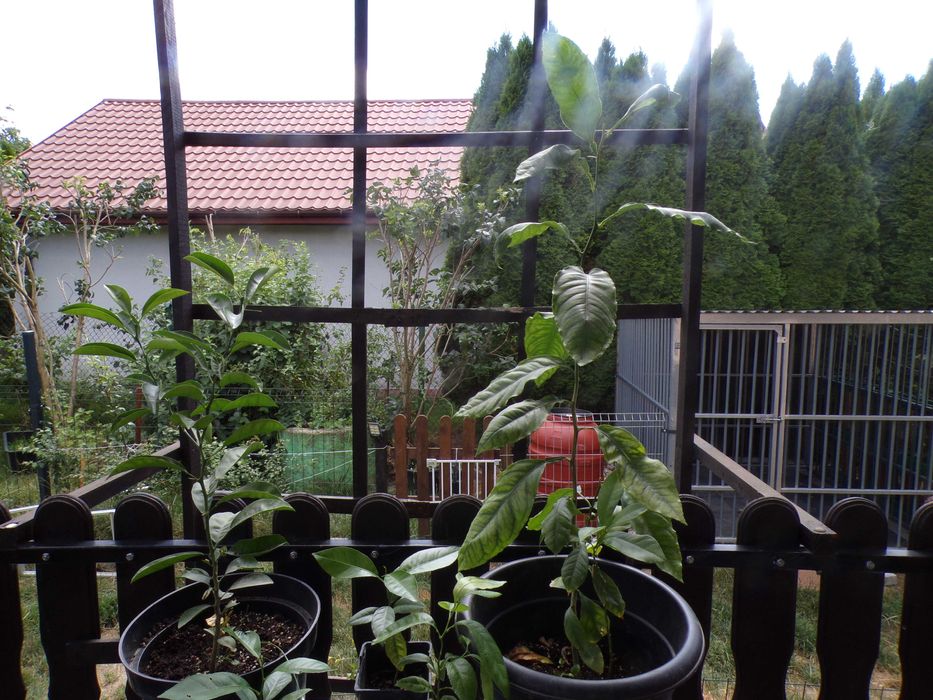 Sadzonka cytryny w doniczce mango awokado