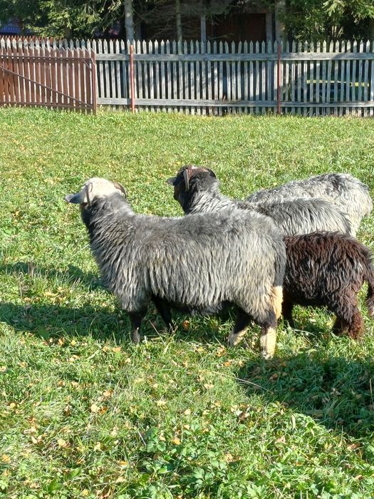 Sprzedam 4 owce i jagnię