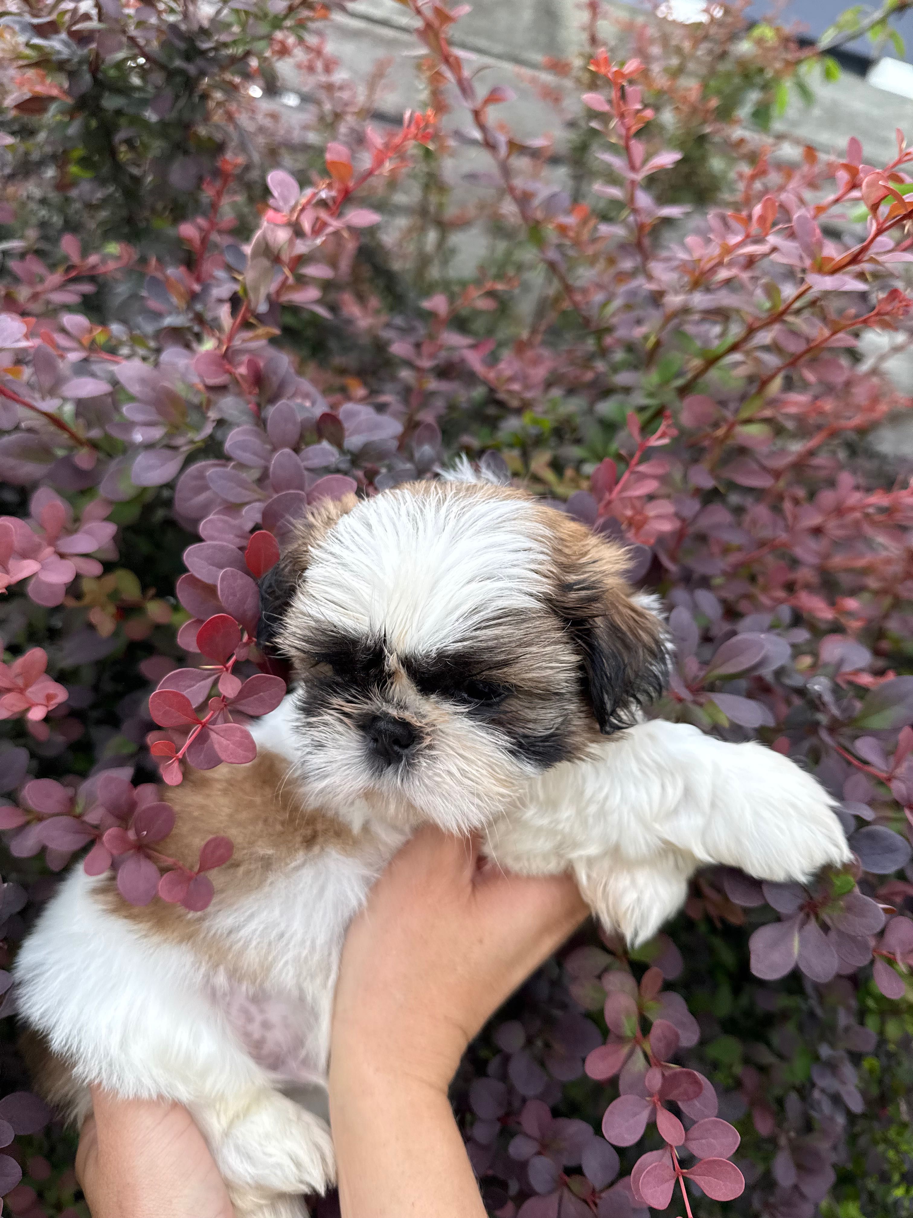 SHIH TZU  ZKWP/FCI - do rezerwacji