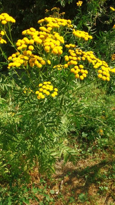 Żywokost Lekarski Wrotycz sadzonki
