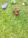 Pinscher chocolate super mini