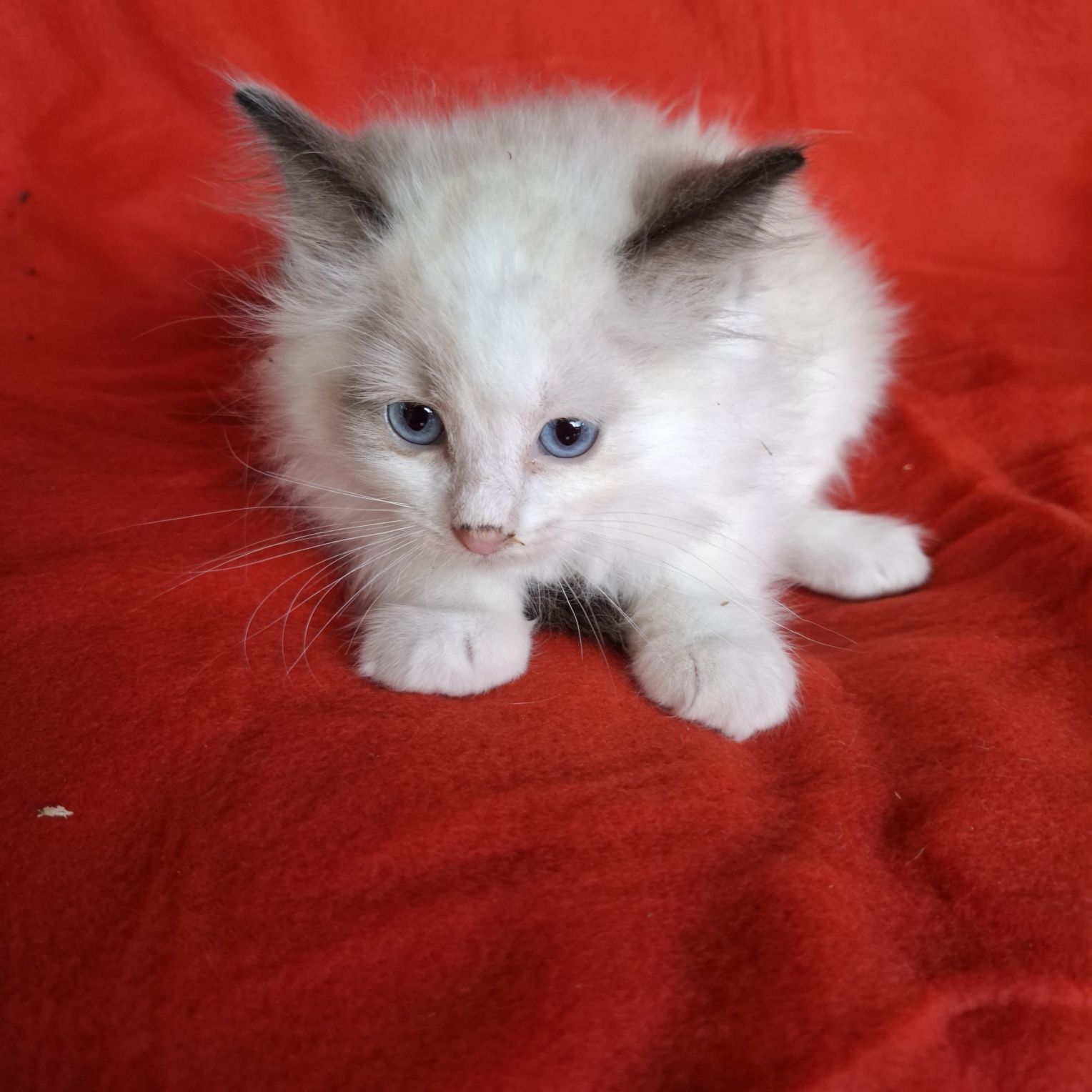Ragdoll kotka rodowód + wyprawka