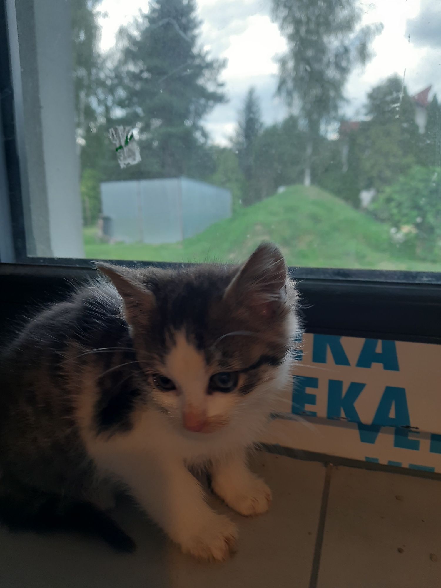 Kotek do oddania w dobre ręce