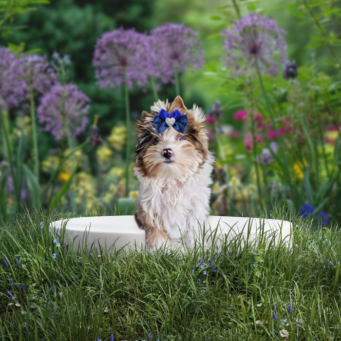 **UNIKAT**chłopczyk YORKSHIRE Terrier z niebieskimi oczkami