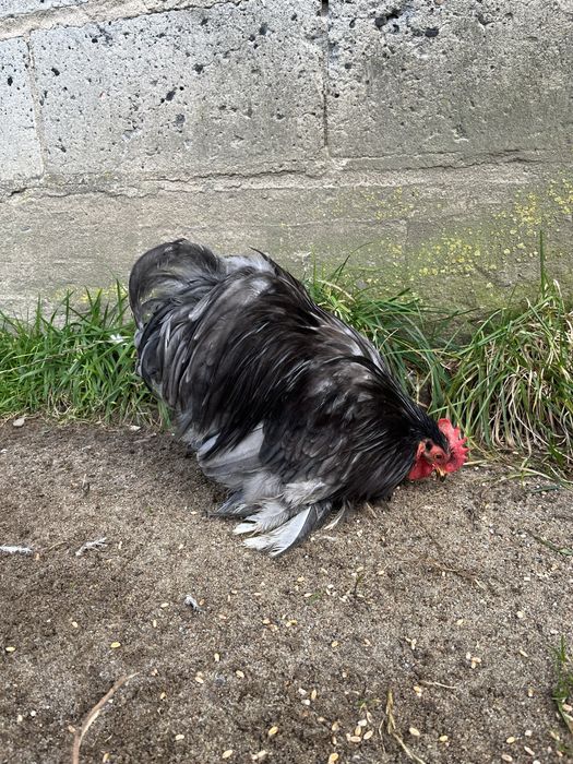 Kogut karzełek kochin niebieski