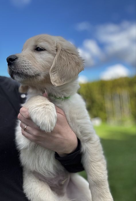 Golden retriever piesek 9 tygodniGOTOWY DO ODBIORU