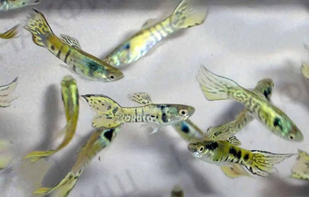 Gupiki karłowate – tylko samce, 3 zł/szt.