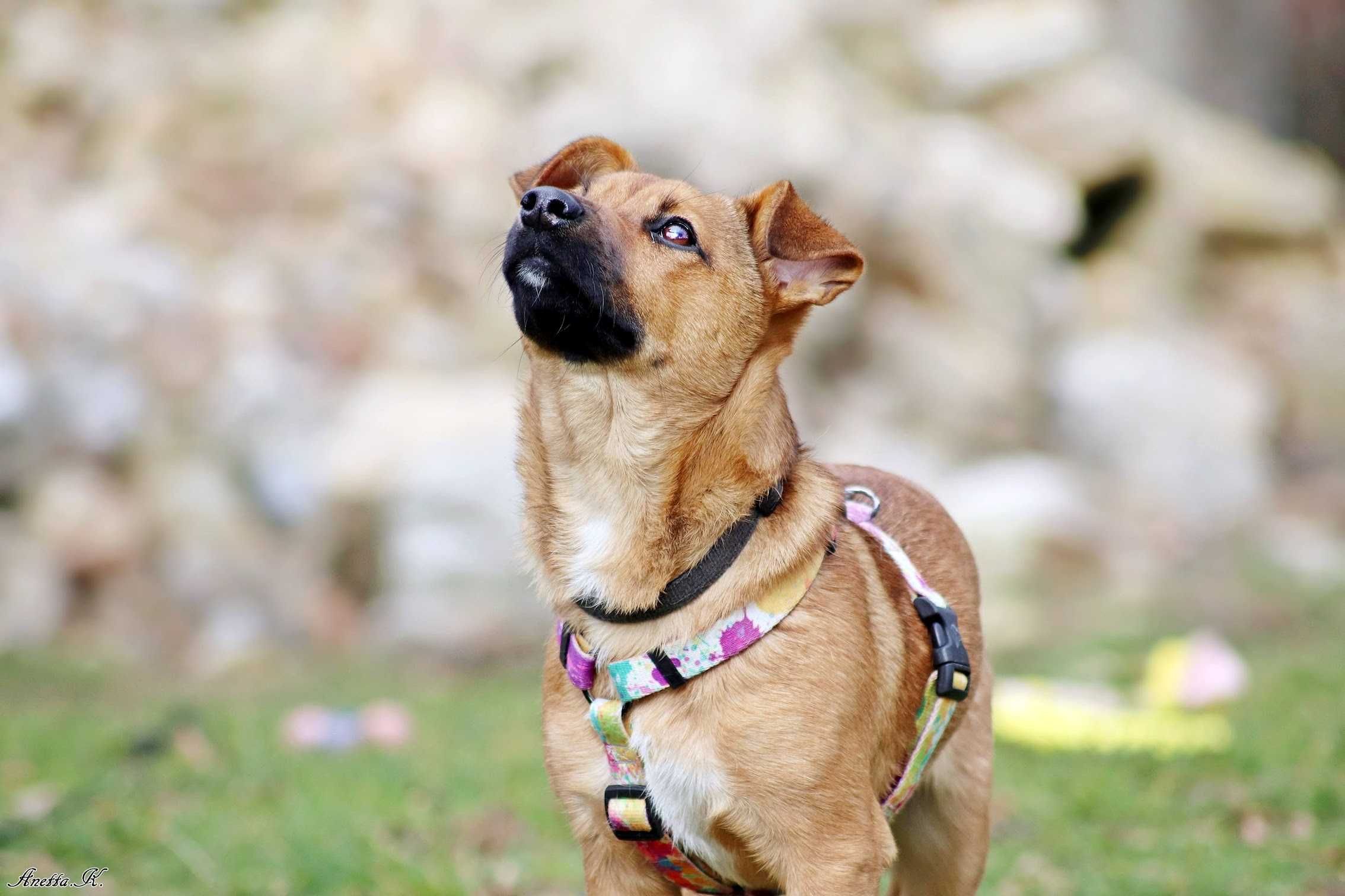 Cudowna malutka PEPSI do adopcji!