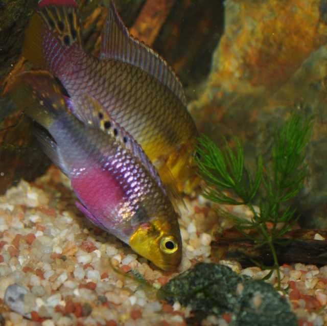 PIELĘGNICA: Barwniak Pelvicachromis subocellatus Matadi