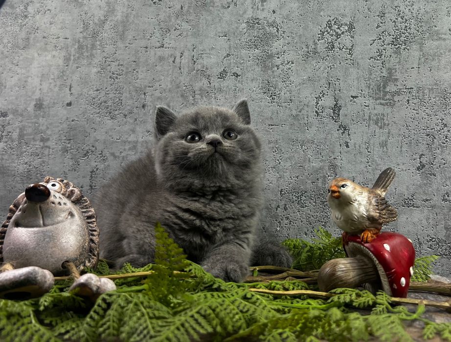 Kot brytyjski kocięta brytyjskie kotka brytyjska