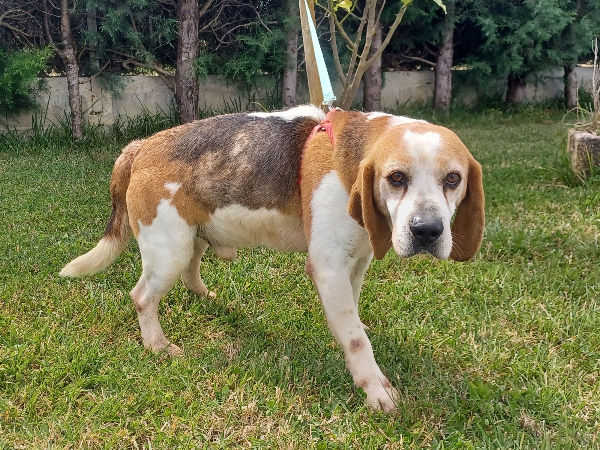 Cão com cerca de 6/7 anos de raça beagle para adoção responsável