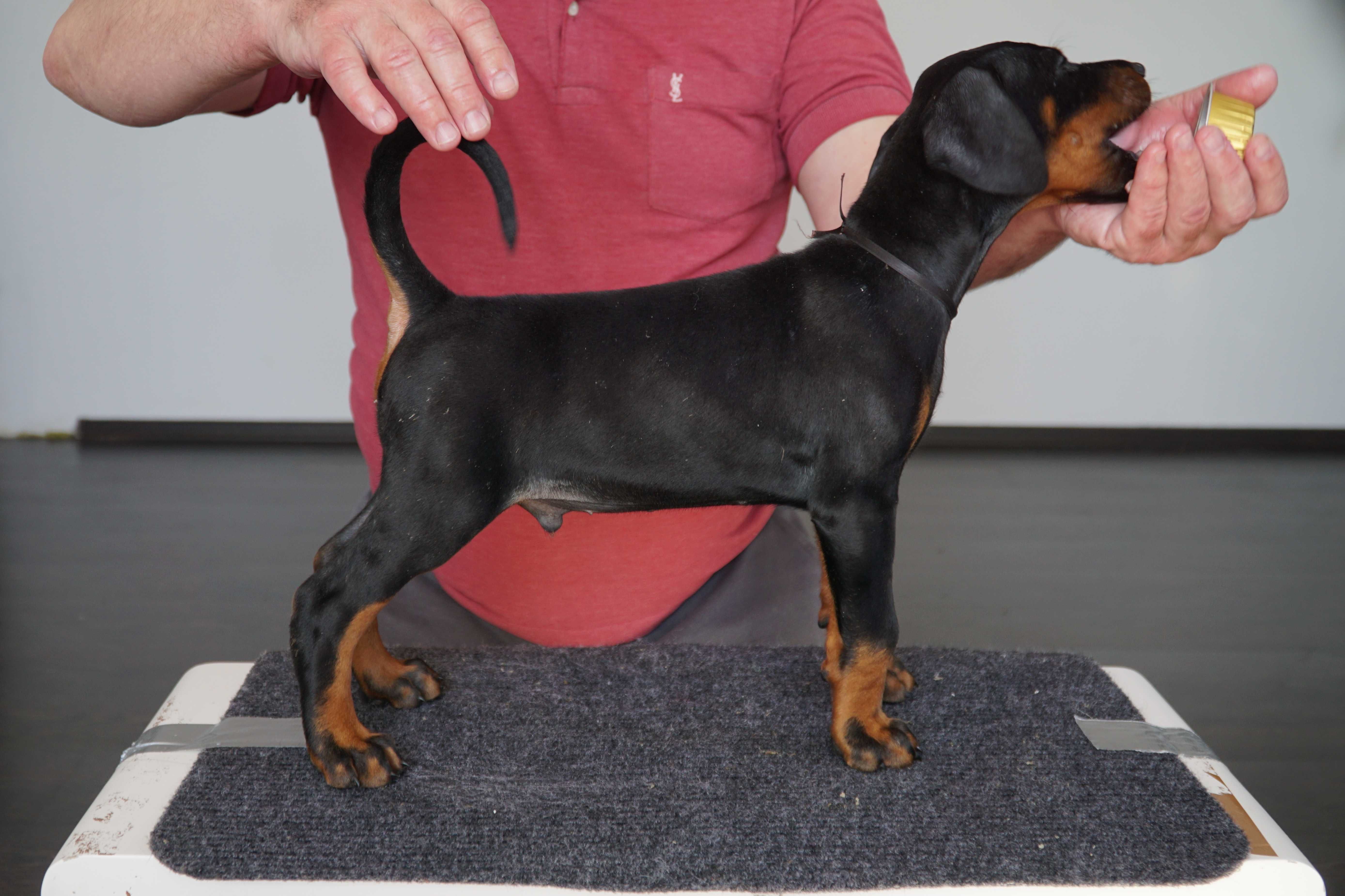Doberman piesek FCI .