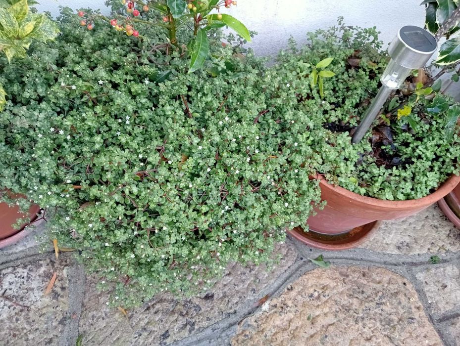 Planta natural, super bonita