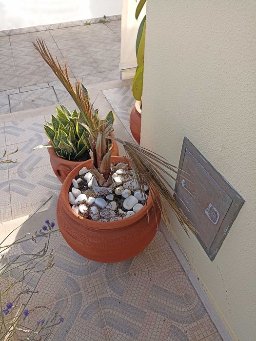 Plantas verdes ornamentais de interior e exterior