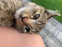Kotek do adopcji