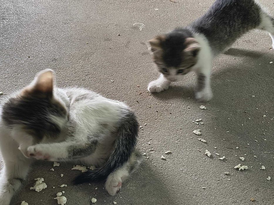 Oddam kotki w dobre ręce