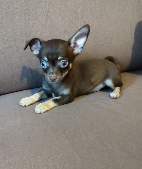Chihuahua czekoladowy piesek
