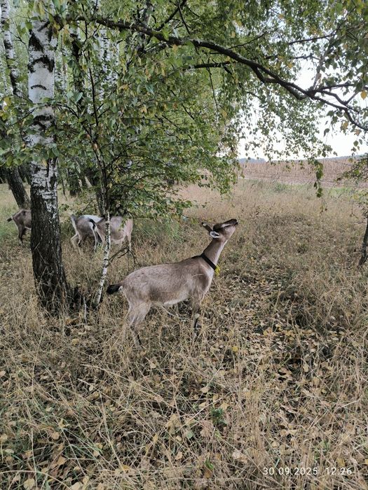 коза козел цап козочка альпійскі кози
