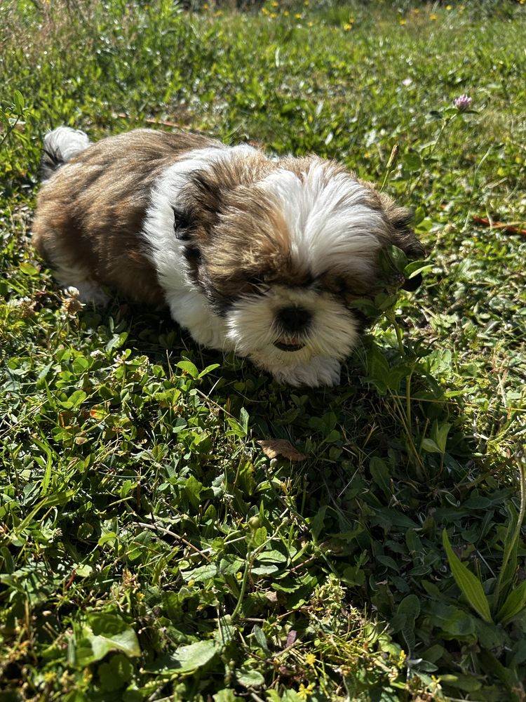 Shih tzu Piękny Piesek Gotowy do odbioru !