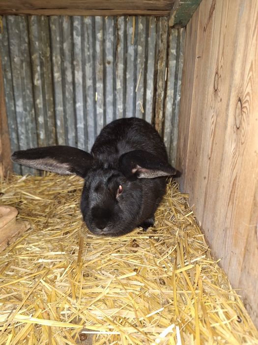 Przedam samice  do dalszej chodowli