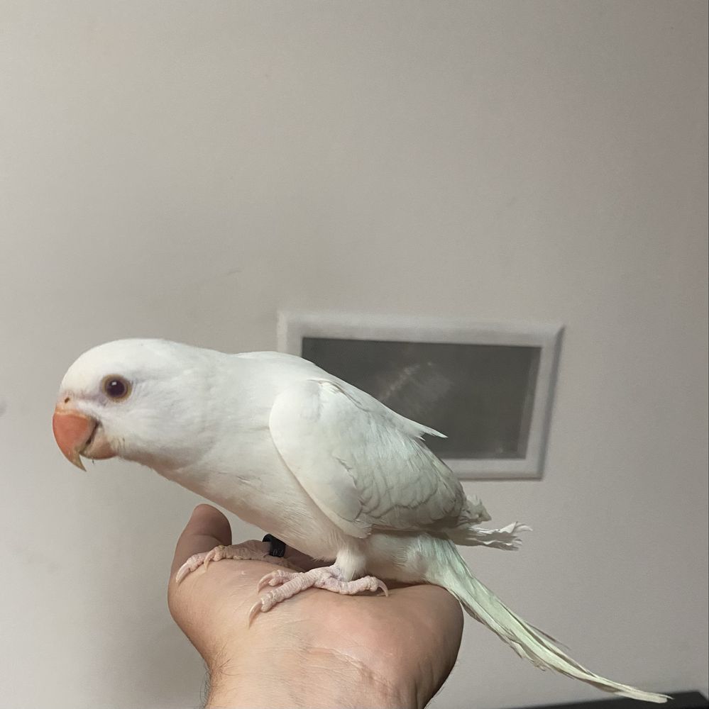 Ring neck domesticada femêa