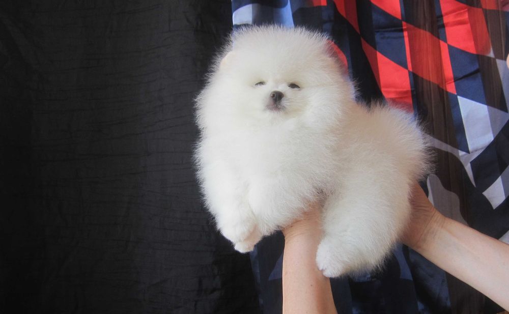 Вязка. Померанский шпиц. Кобель Киеве.