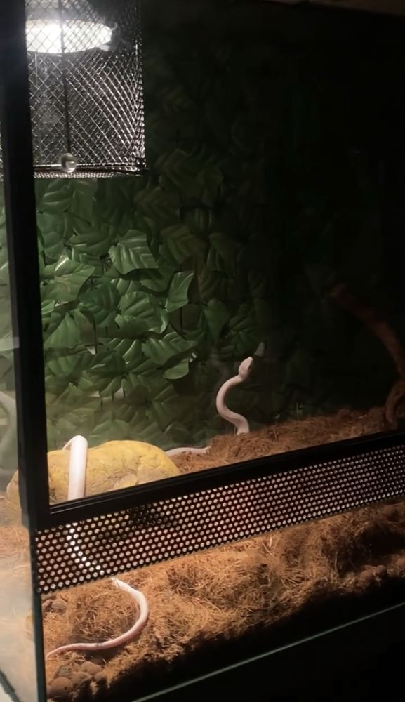 Cobra + terrario