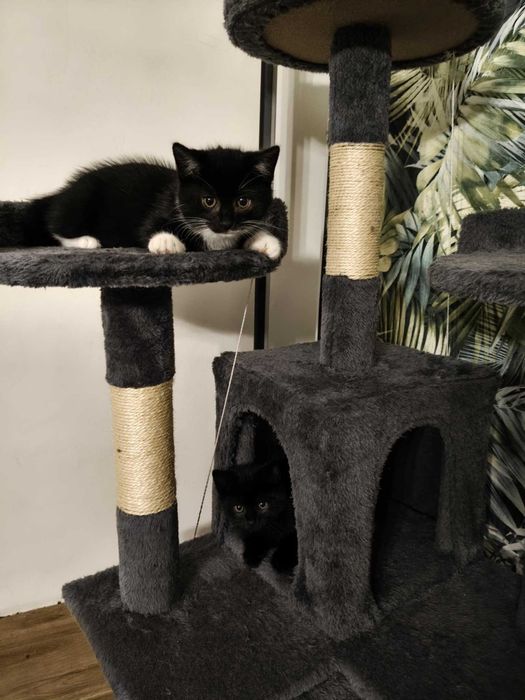 wesole male kociaki do adopcji