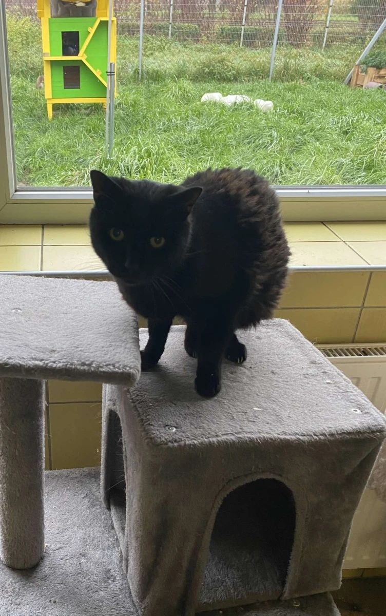 Czarny lękliwy kocurek Bobby do adopcji!