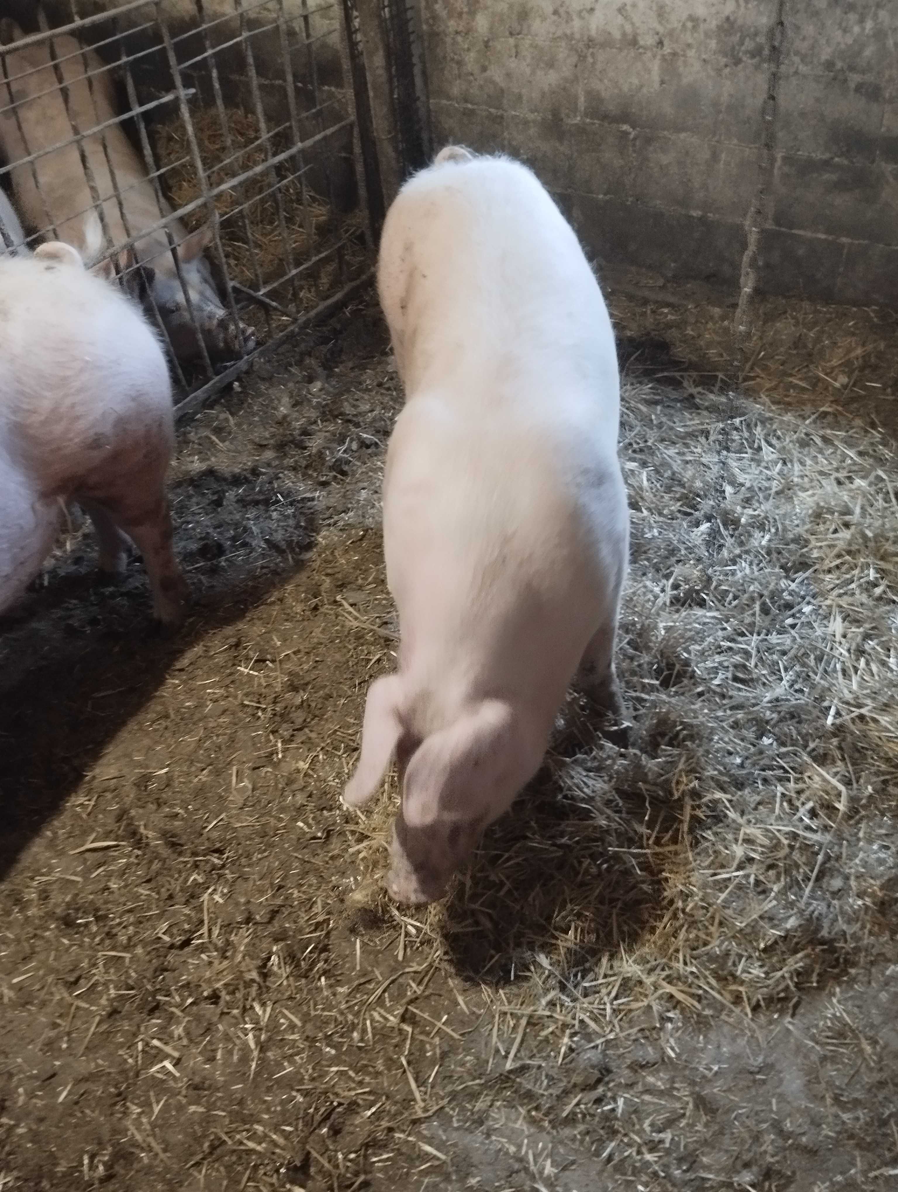 Продам великі свині