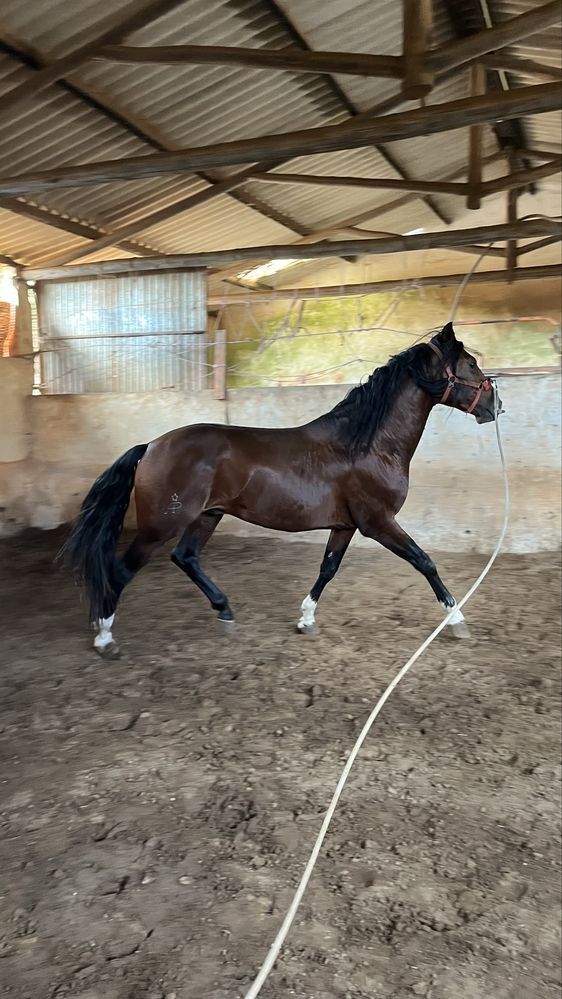 Cavalo Puro Sangue Lusitano