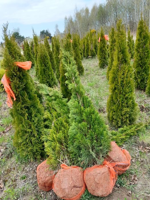 Tuja szmaragd żywopłoty 140-160cm i inne