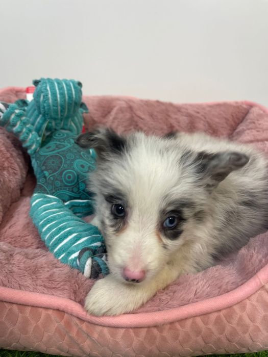 Border collie Femea Blue merle
