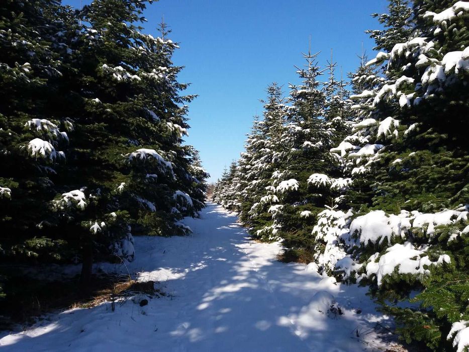 Żywa, choinka, jodła kaukaska, cięta, do kościoła i biura, powyżej 5m