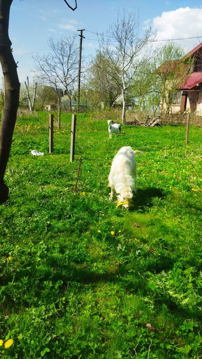Супер цап продам. або обміняю на сіно, зерно