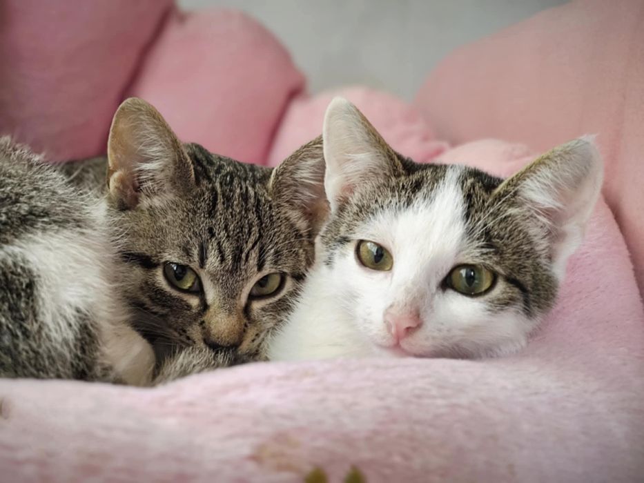 Młode kocięta do adopcji