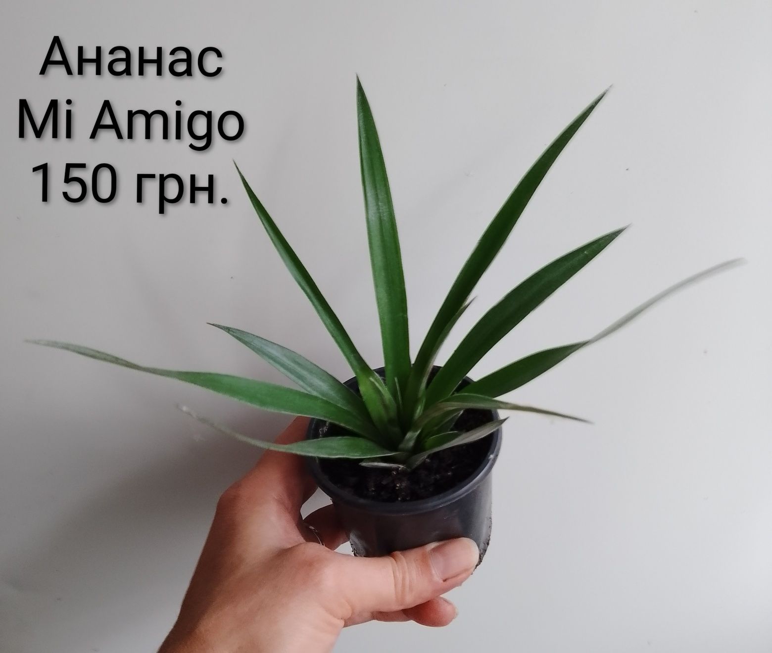 Продаю дітки кімнатного ананаса.