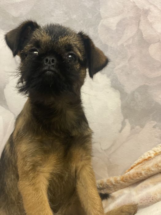 Брюсельський грифон хлопчик