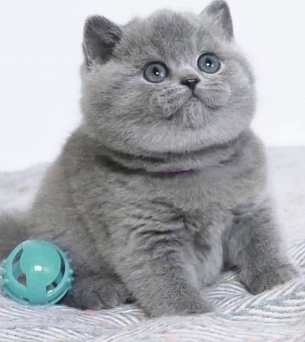 Маленький комочек счастья ищет новый дом