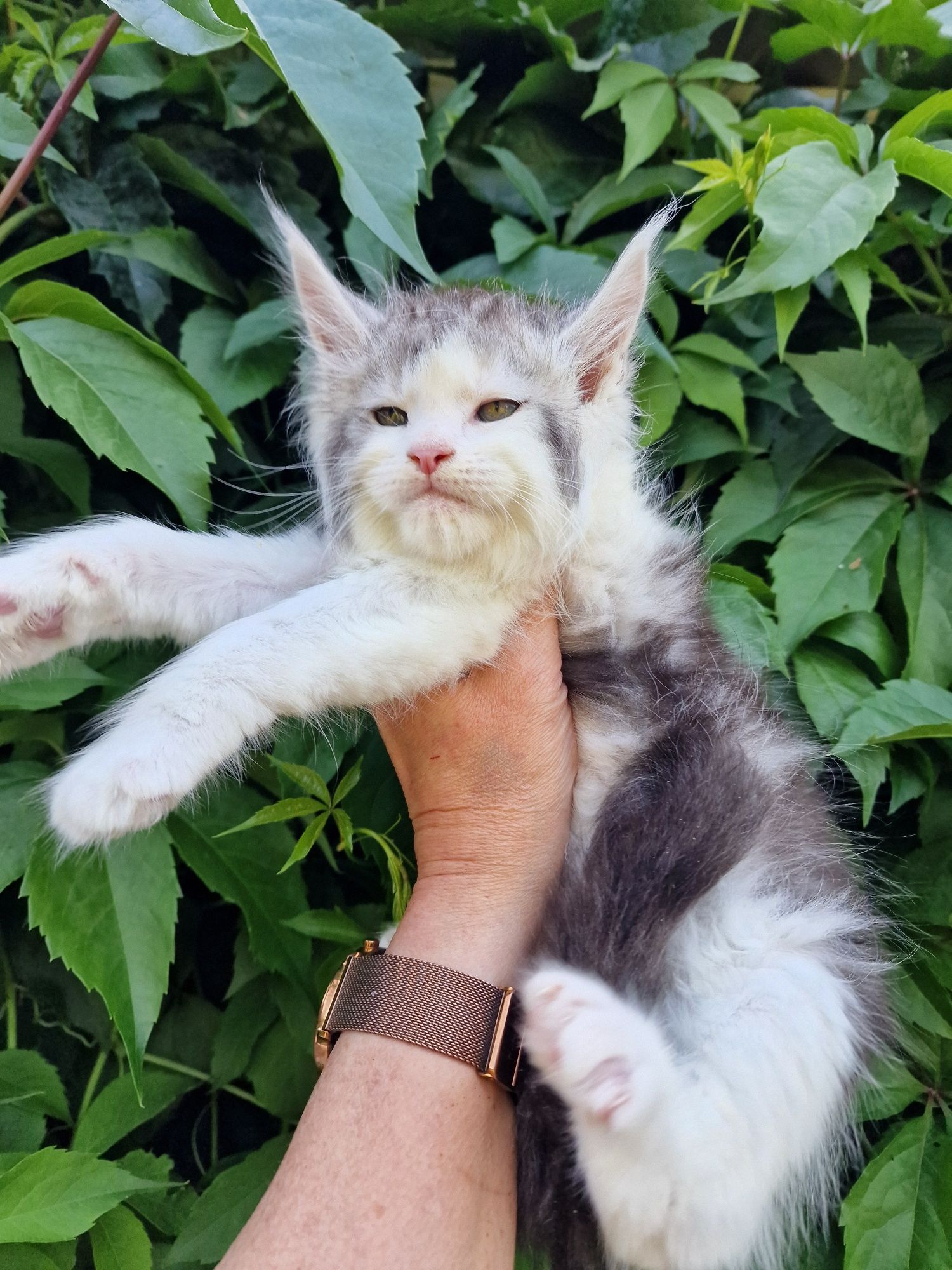 Maine coon kocur do hodowli kocurek kocieta