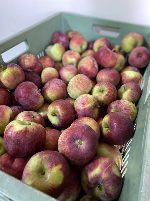 Jabłka Gruszki Sprzedaż