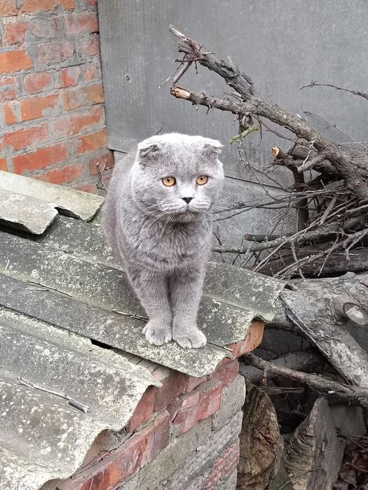Продам шотландських котів та кішок. Свої.