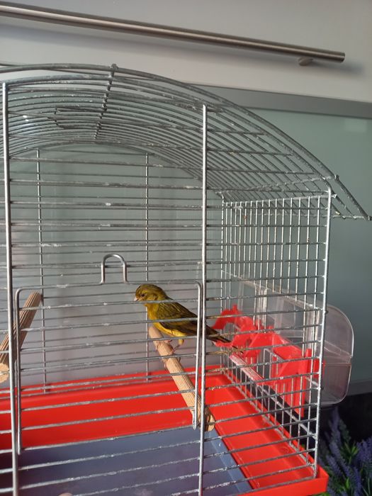 Kanarek miniatura hiszpańska