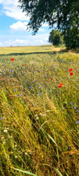Sprzedam działkę przemysłową częściowo zabudowaną przy drodze S52