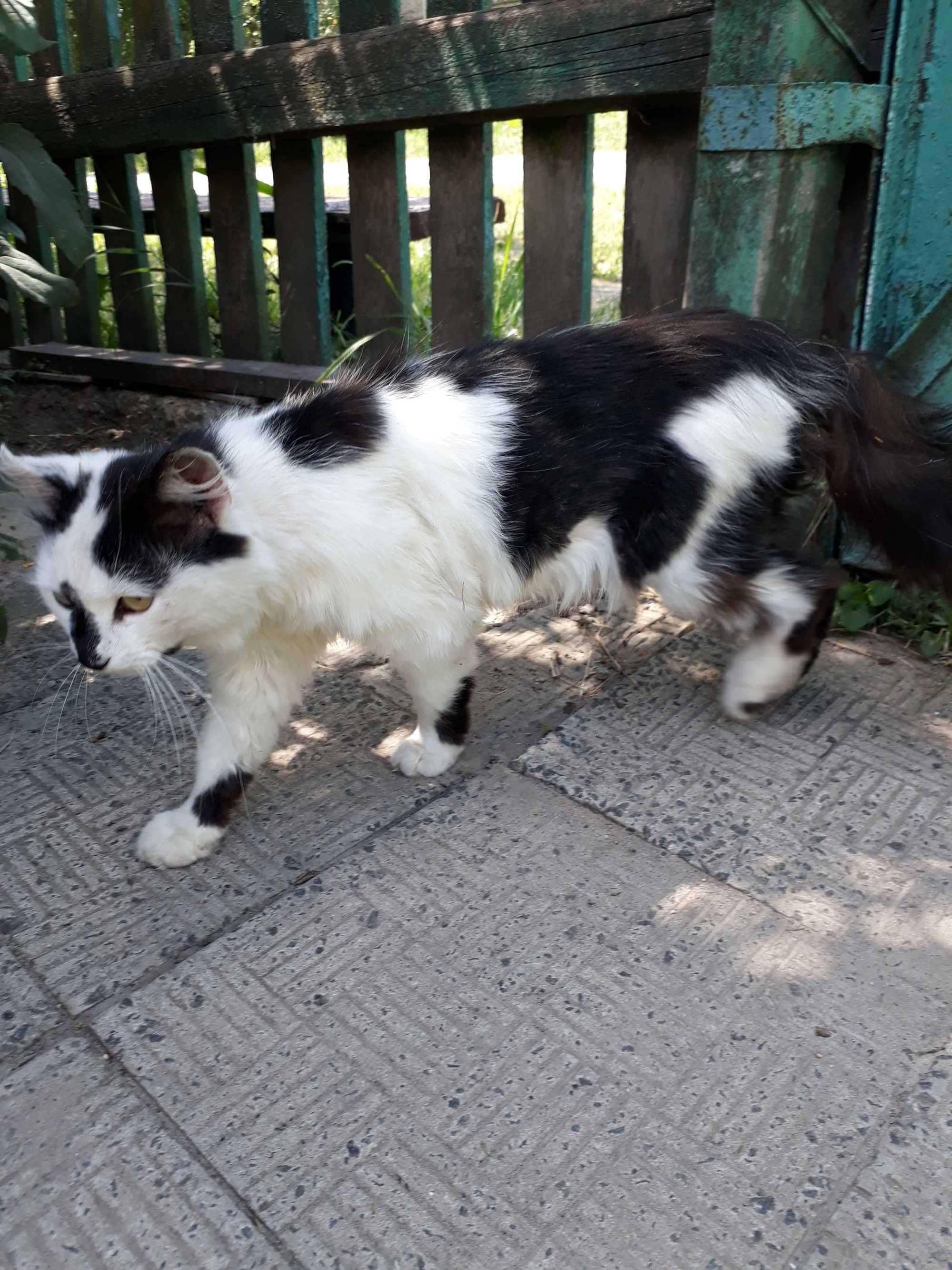 Кіт шукає сім'ю. Молодий кіт. Чорно-білий котик.