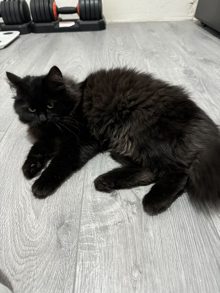Котенята в добрі руки