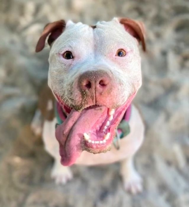 Апбт, Пит, питбуль терьер