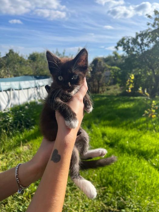 Віддамо кошенят в добрі руки