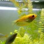 Gourami dourado (Trichogaster trichopterus)