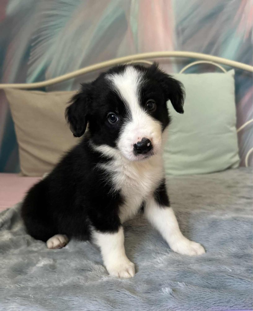 Pies rasy Border Collie